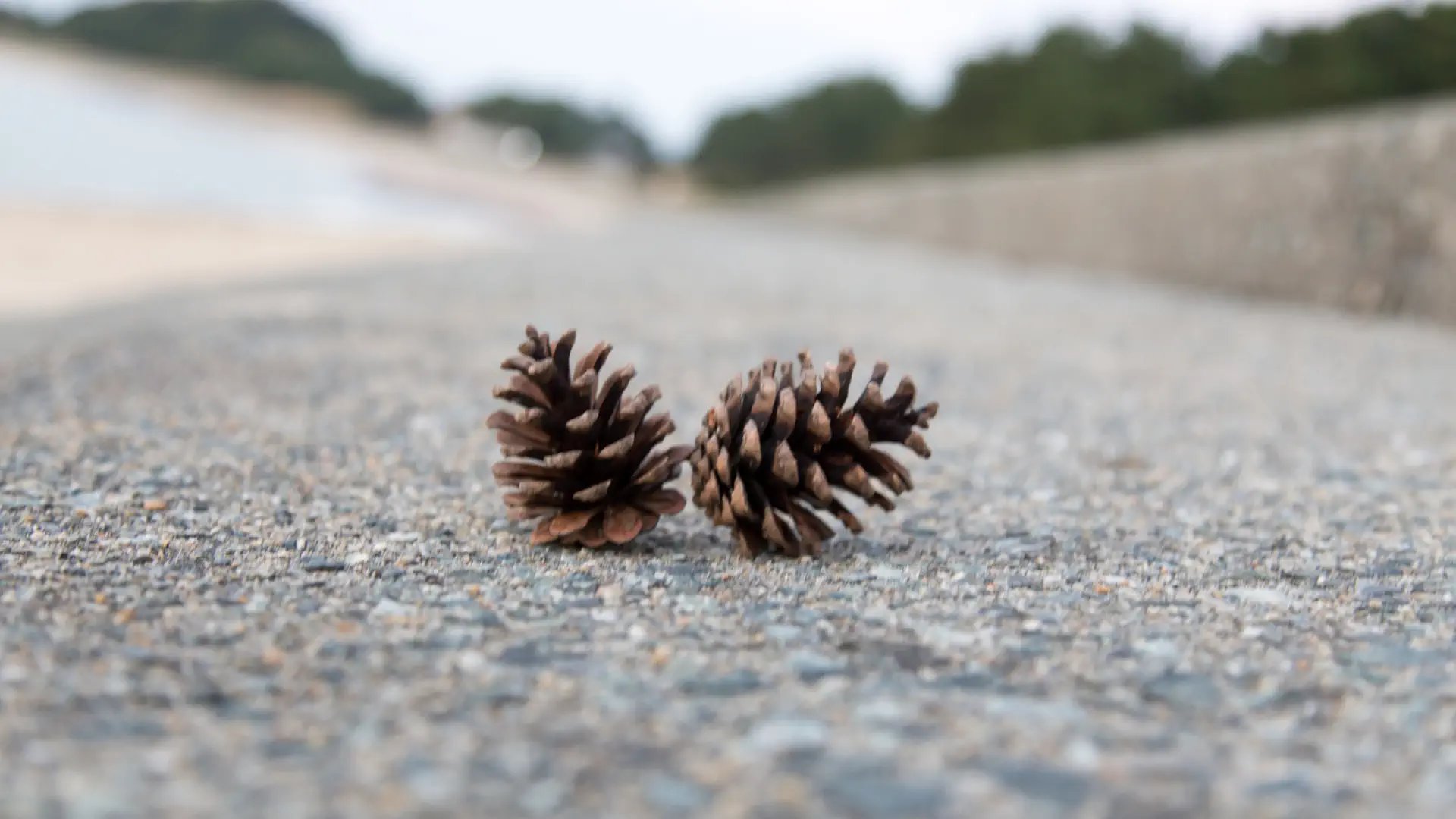 es legal recoger piñas del bosque